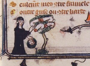 Et eksempel på, hvor sprællevende middelalderen (også) kunne være - en kvinde indsamler frugter fra et botanisk set ret interessant træ. Den slags narrestreger var man ikke sluppet godt fra efter 1536...